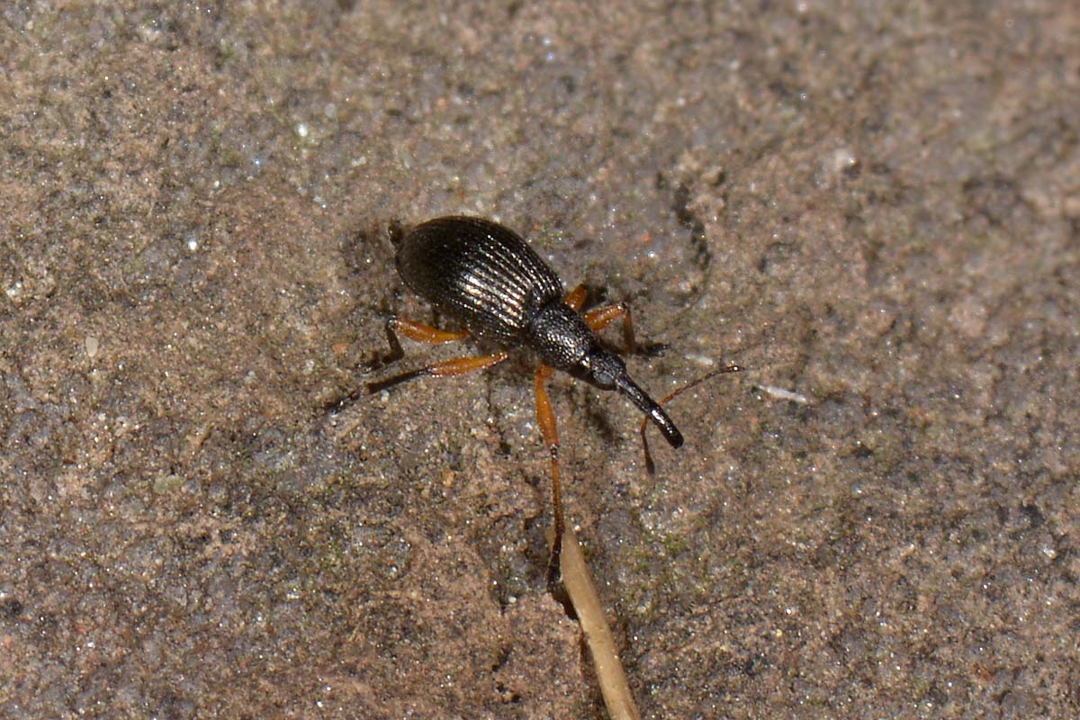 Apionidae: Protapion sp?   Sì,  Protapion apricans